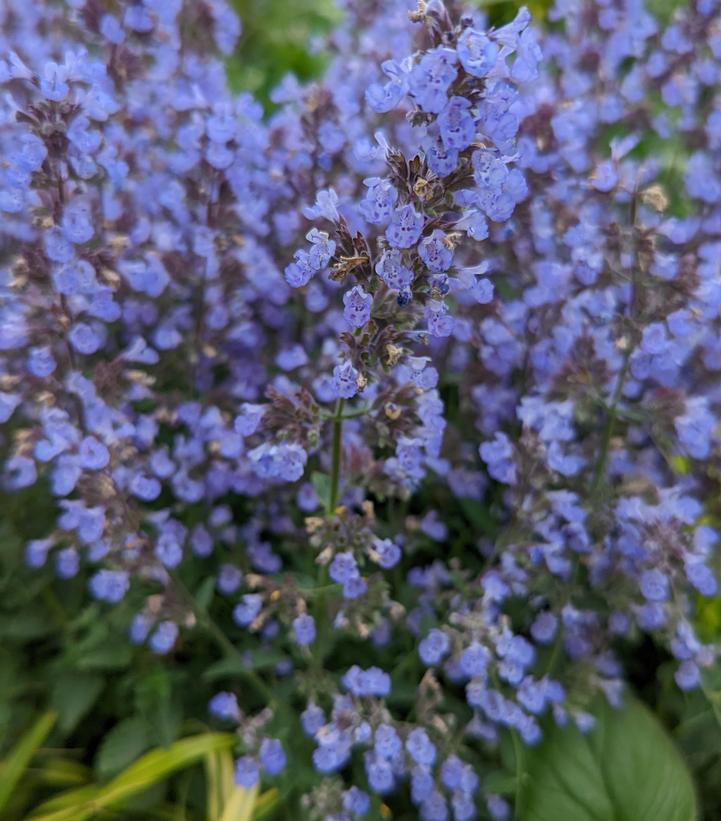 Purrsian Blue Catmint