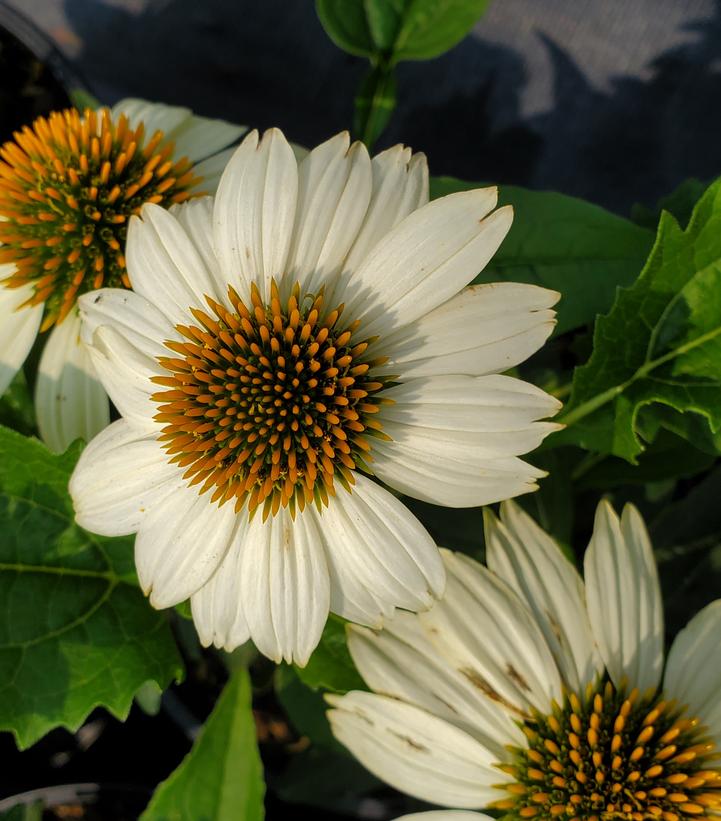 Pow Wow White Coneflower