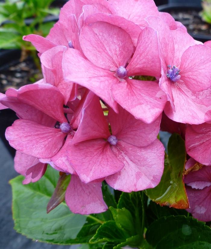 Masja Hydrangea