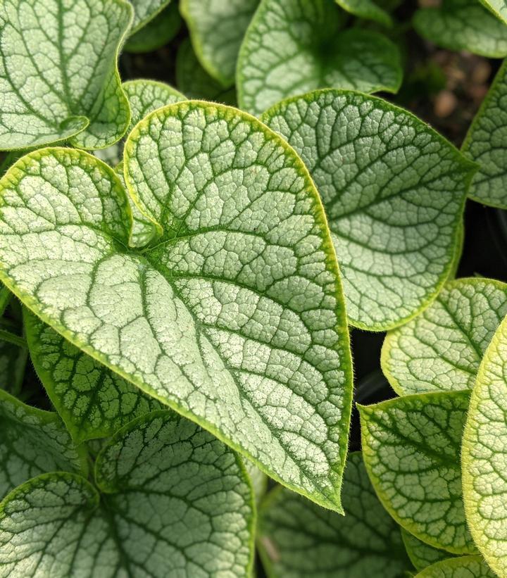 Jack Frost Brunnera