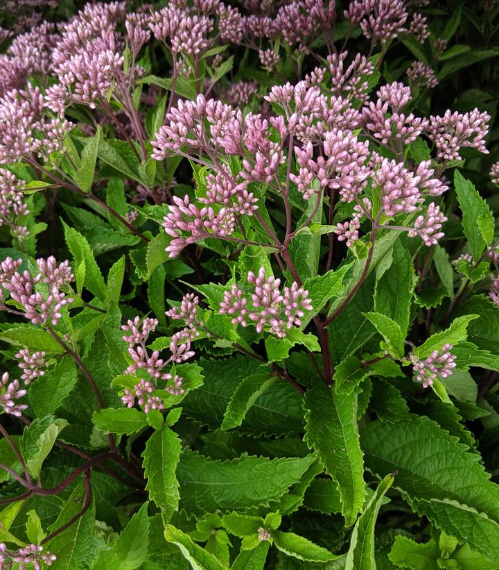 Baby Joe Pye Weed