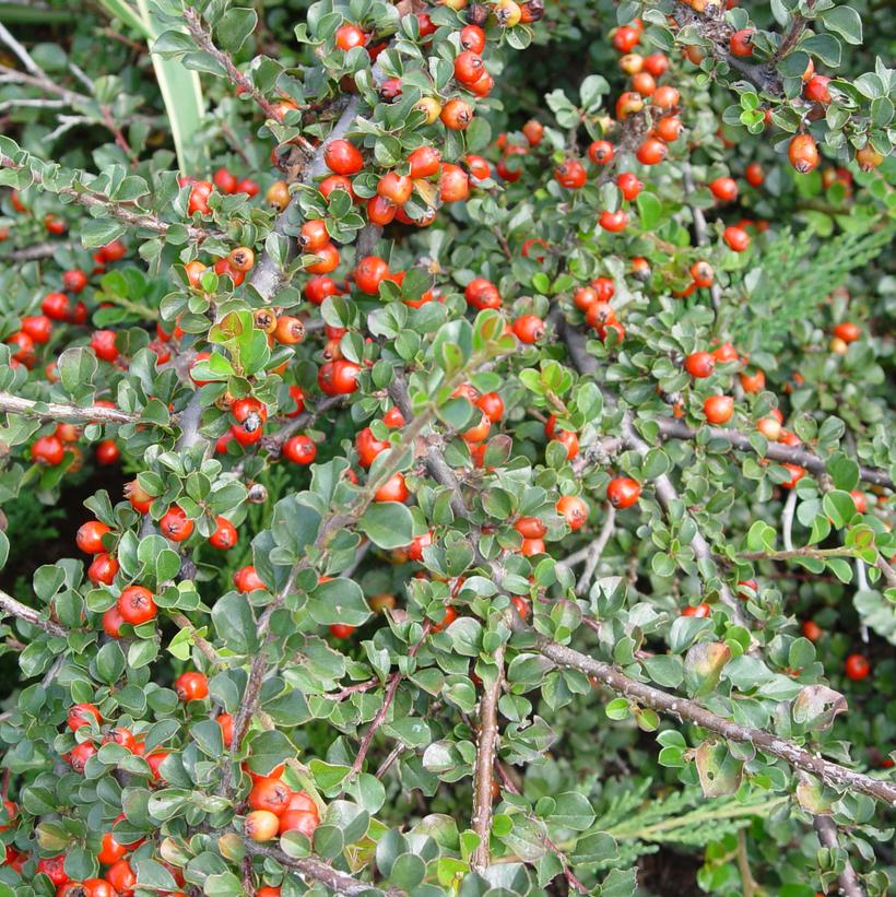 Cranberry Cotoneaster