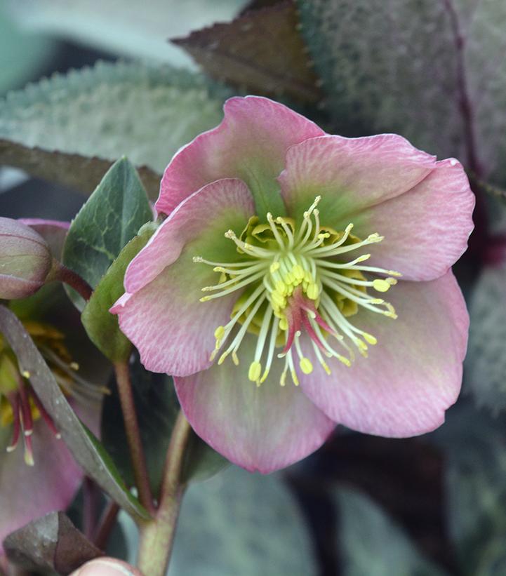 Frostkiss® Dorothy's Dawn™ Lenten Rose