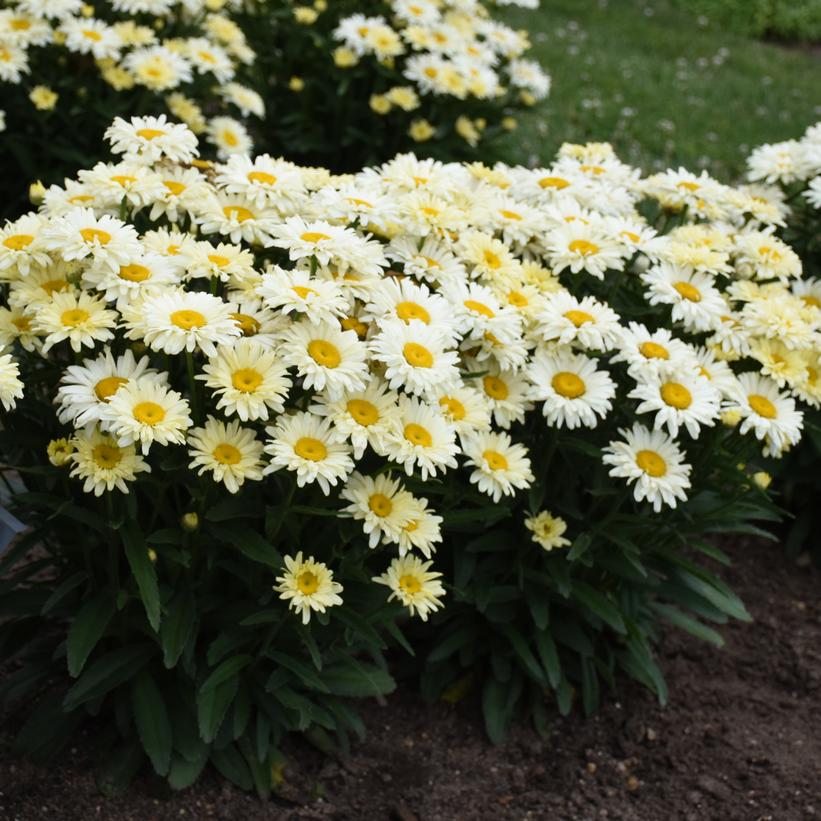 Amazing Daisies Banana Cream II Shasta Daisy