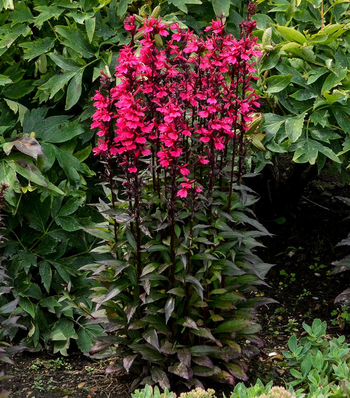 Starship Deep Rose Cardinal Flower