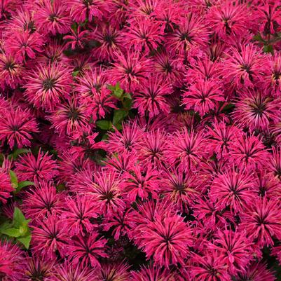 Leading Lady Razzberry Bee Balm