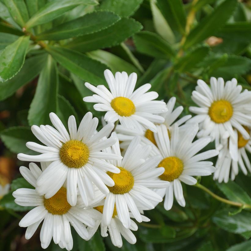 Montauk Daisy