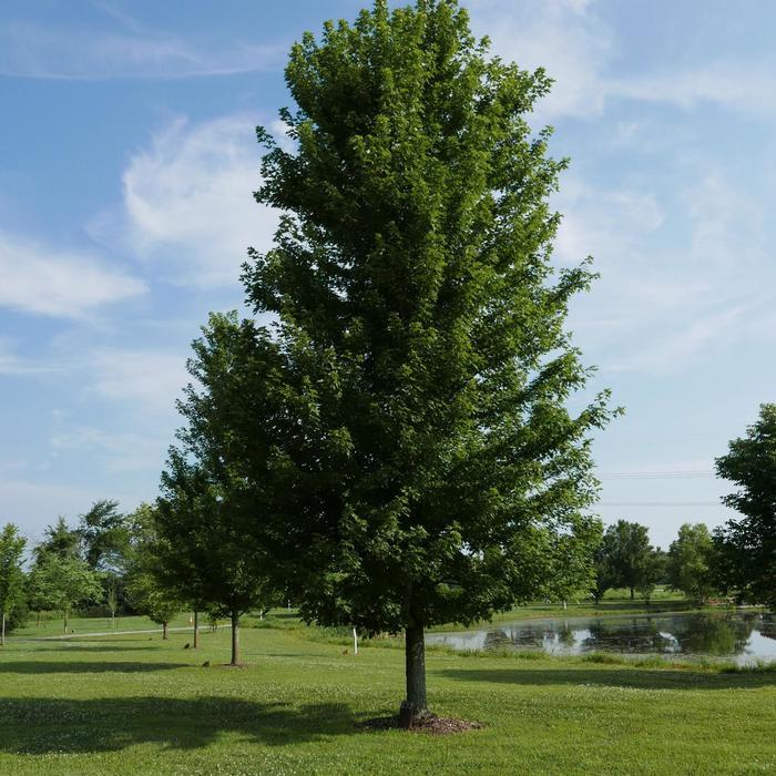 XL Autumn Blaze Maple