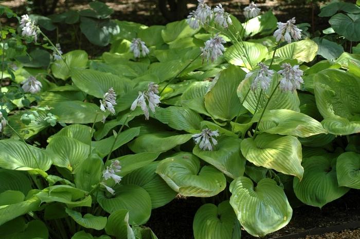 Sum and Substance Hosta