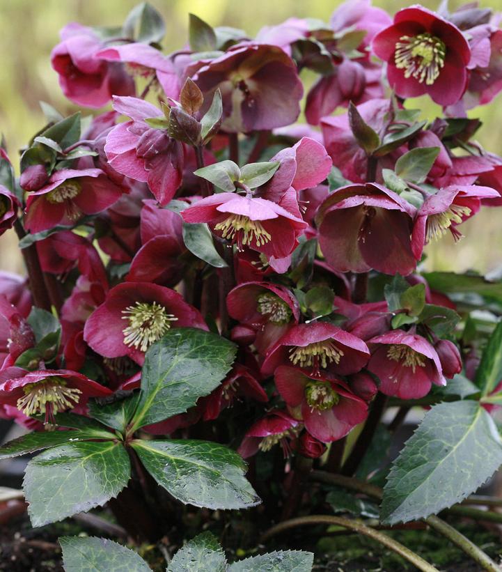 FrostKiss Anna's Red Lenten Rose