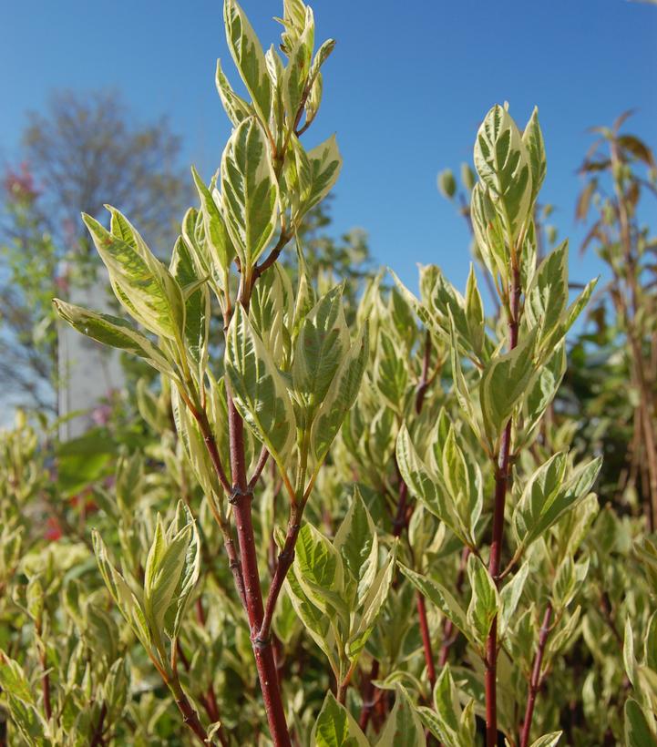 Ivory Halo Dogwood