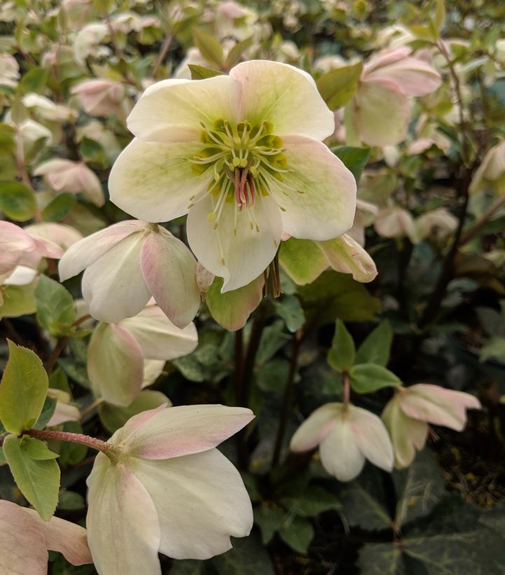 FrostKiss Molly's White Lenten Rose