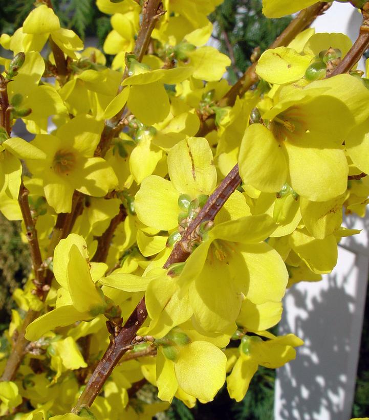 Show Off Forsythia