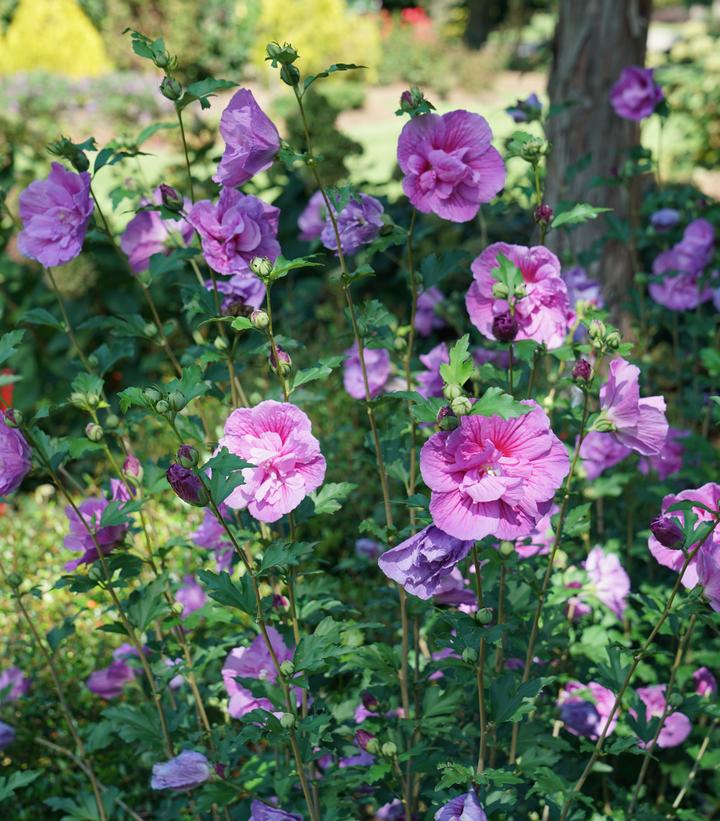 Lavender Chiffon Rose of Sharon