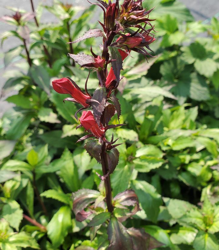 Starship Scarlet Cardinal Flower