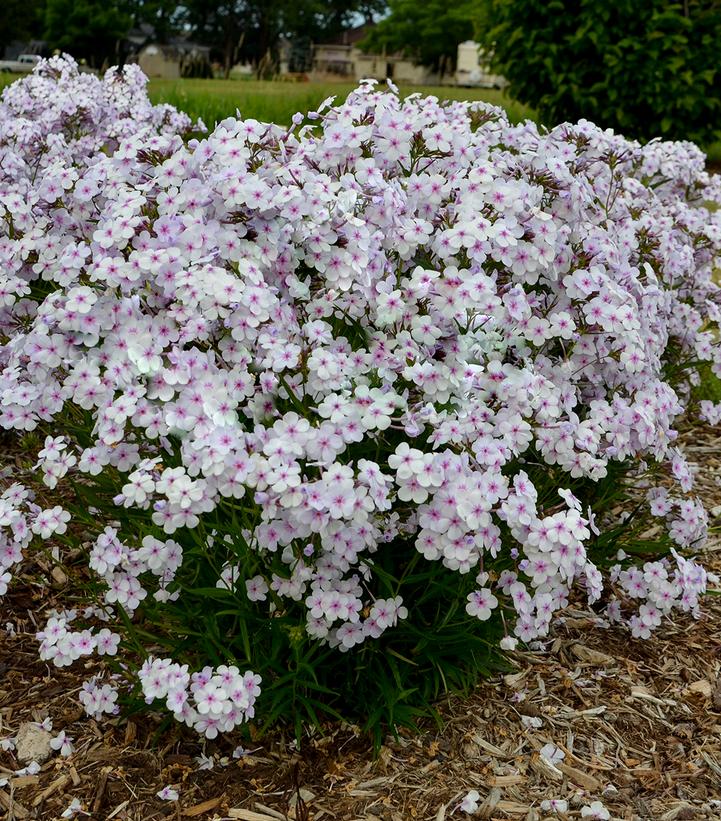 Opening Act Pink-A-Dot Phlox