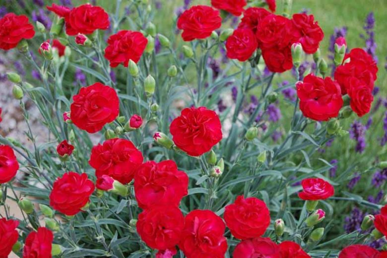 Scent First Passion Dianthus