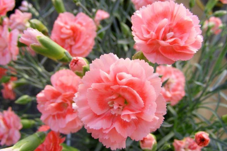 Scent First Romance Dianthus