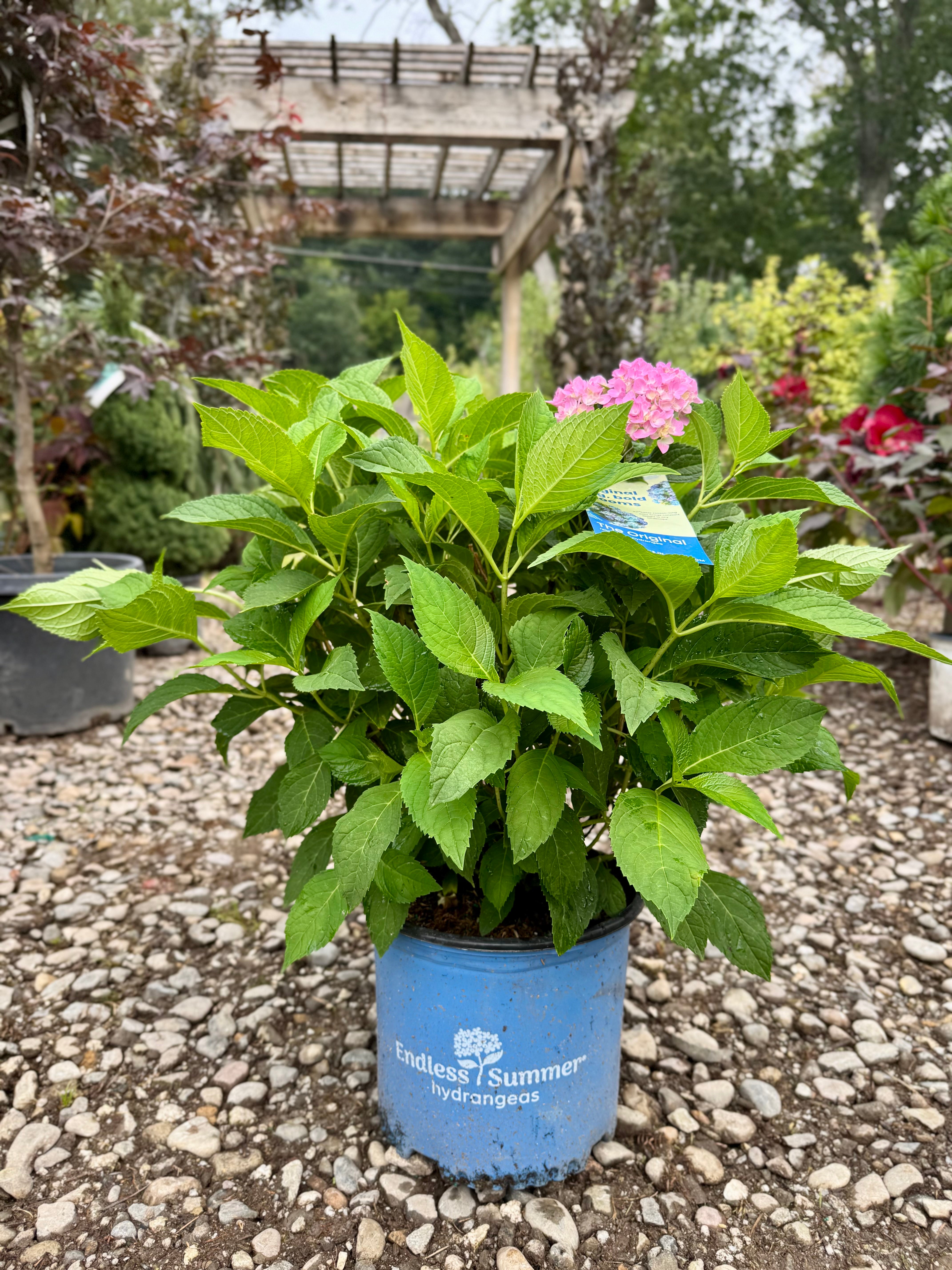 Endless Summer Hydrangea
