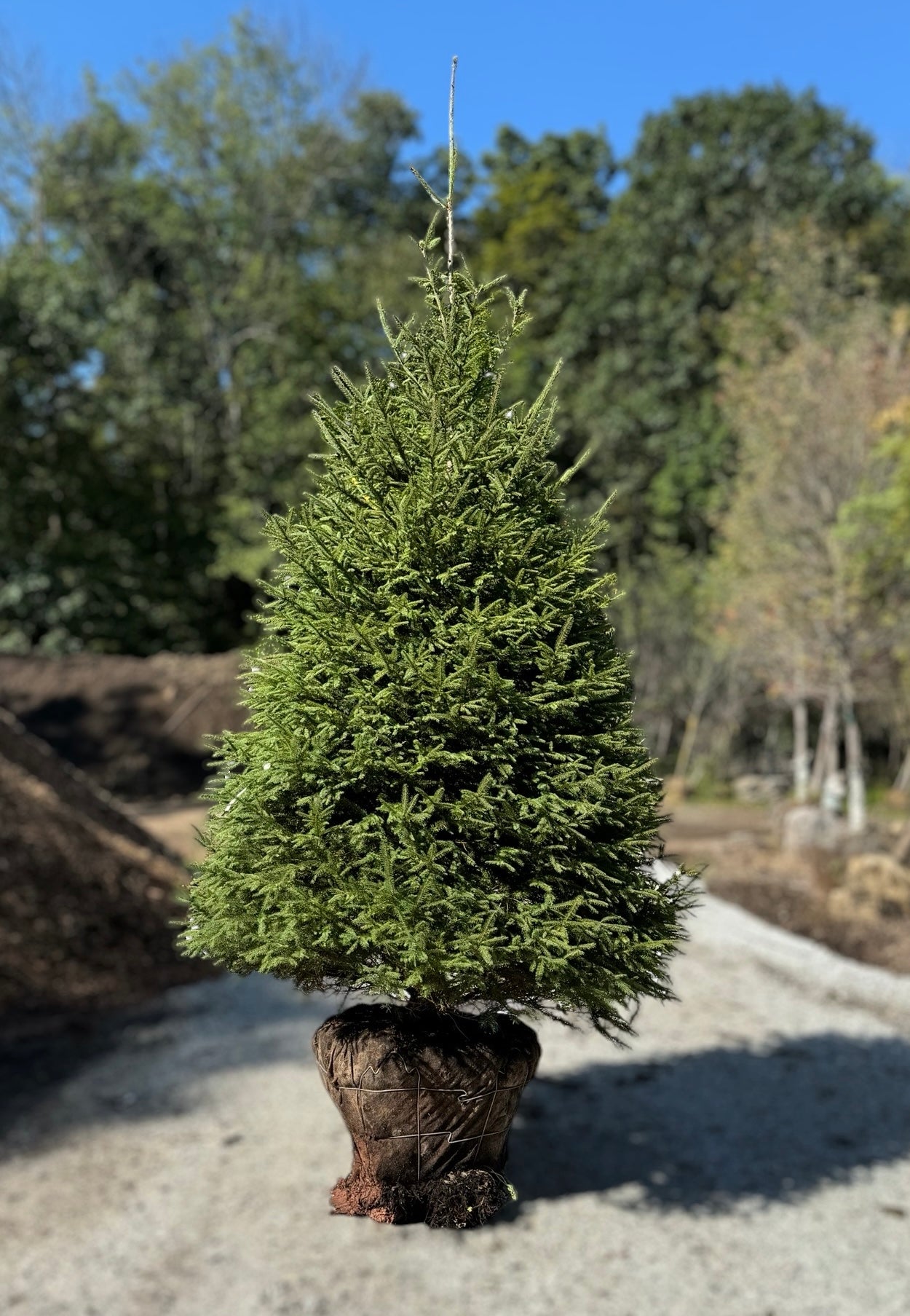 Norway Spruce