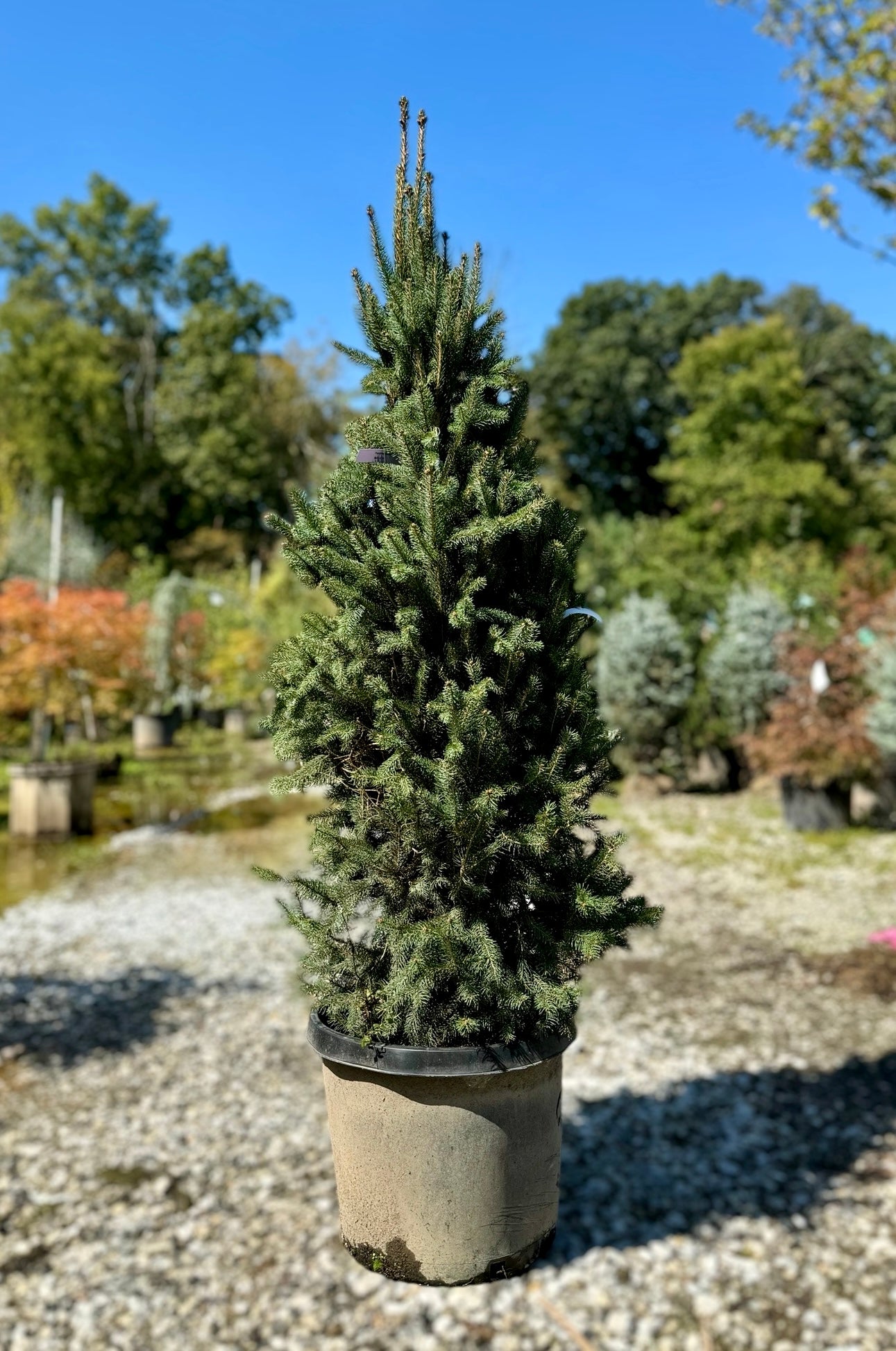 Columnar Norway Spruce