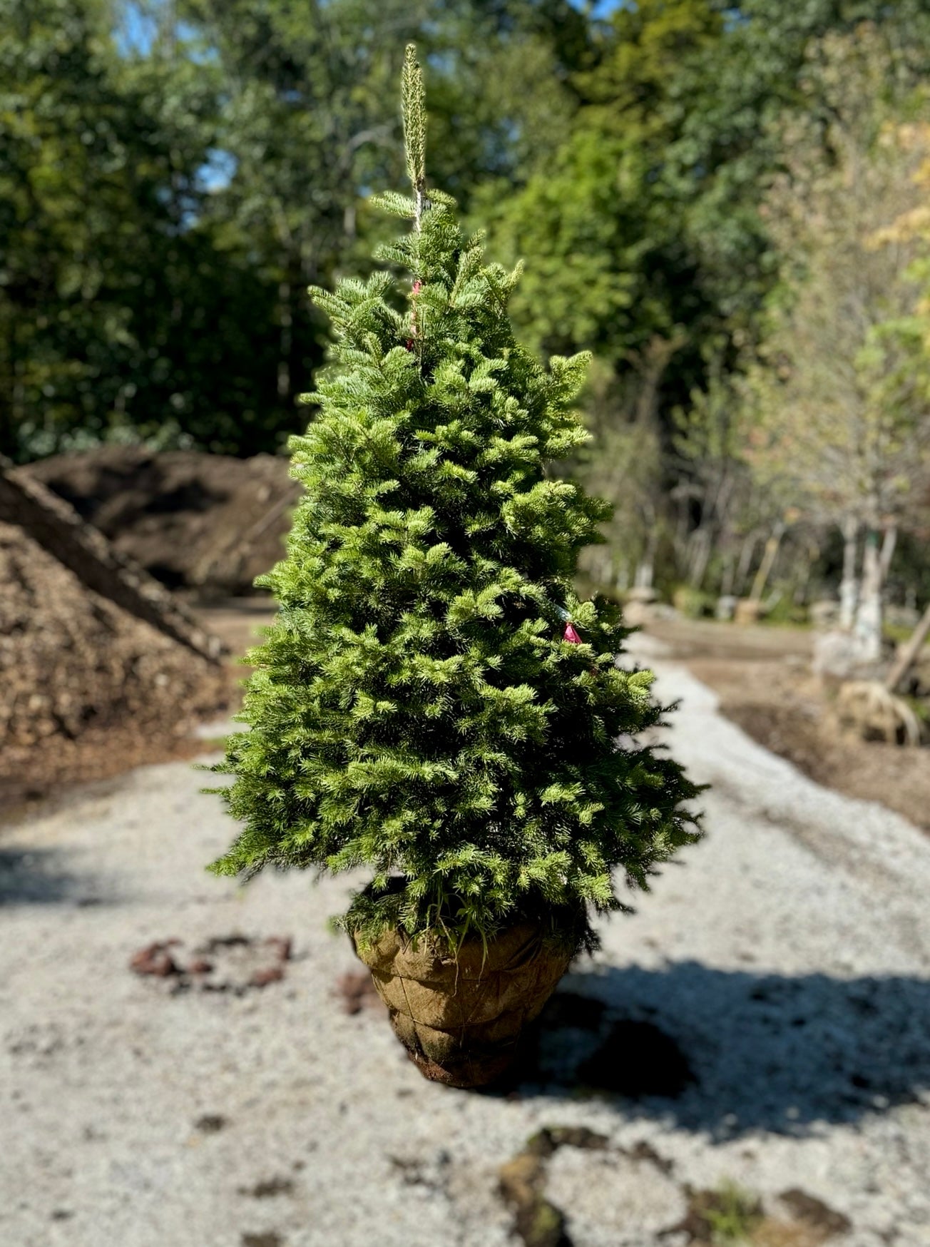 Concolor Fir