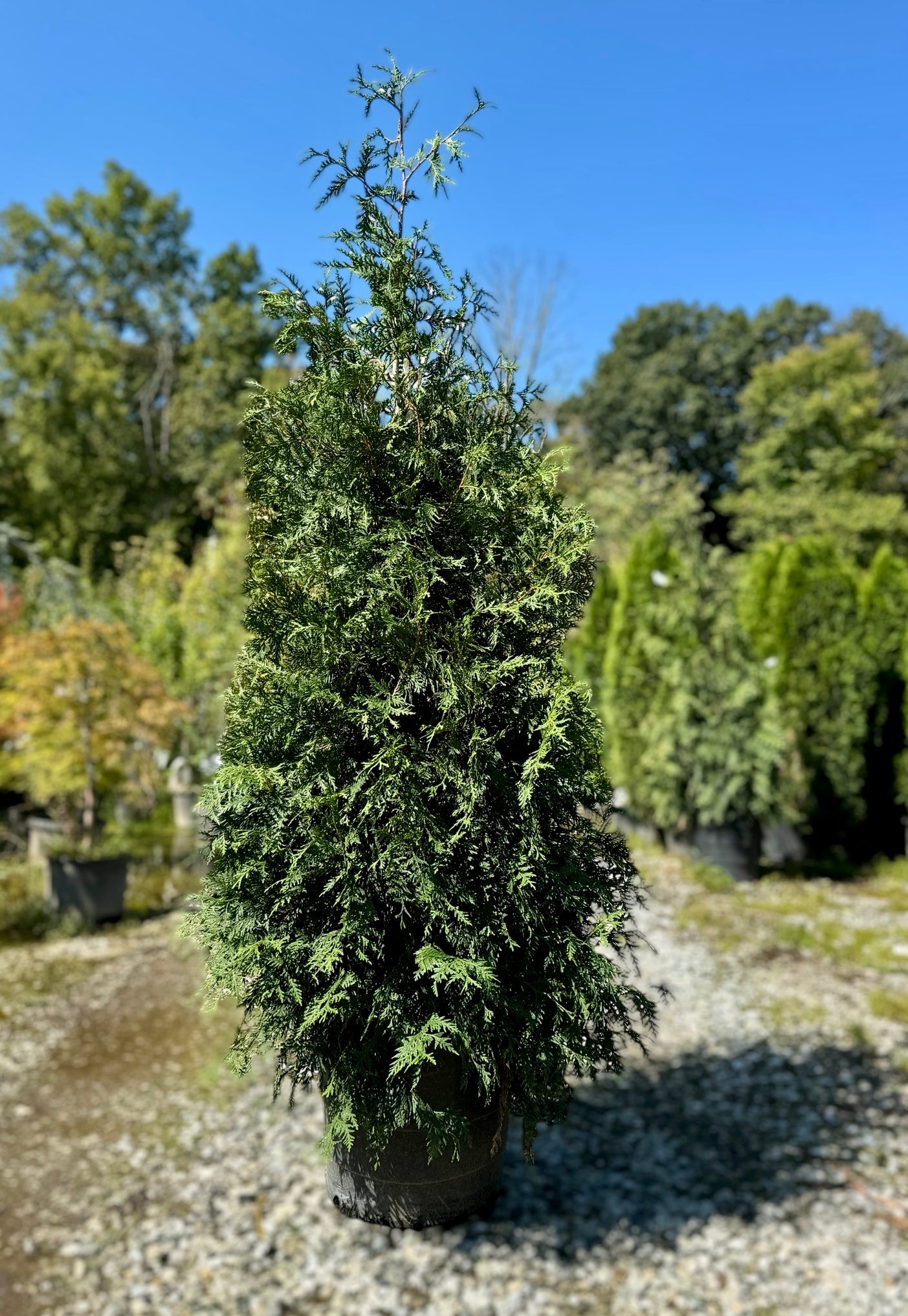 Green Giant Arborvitae (Potted)