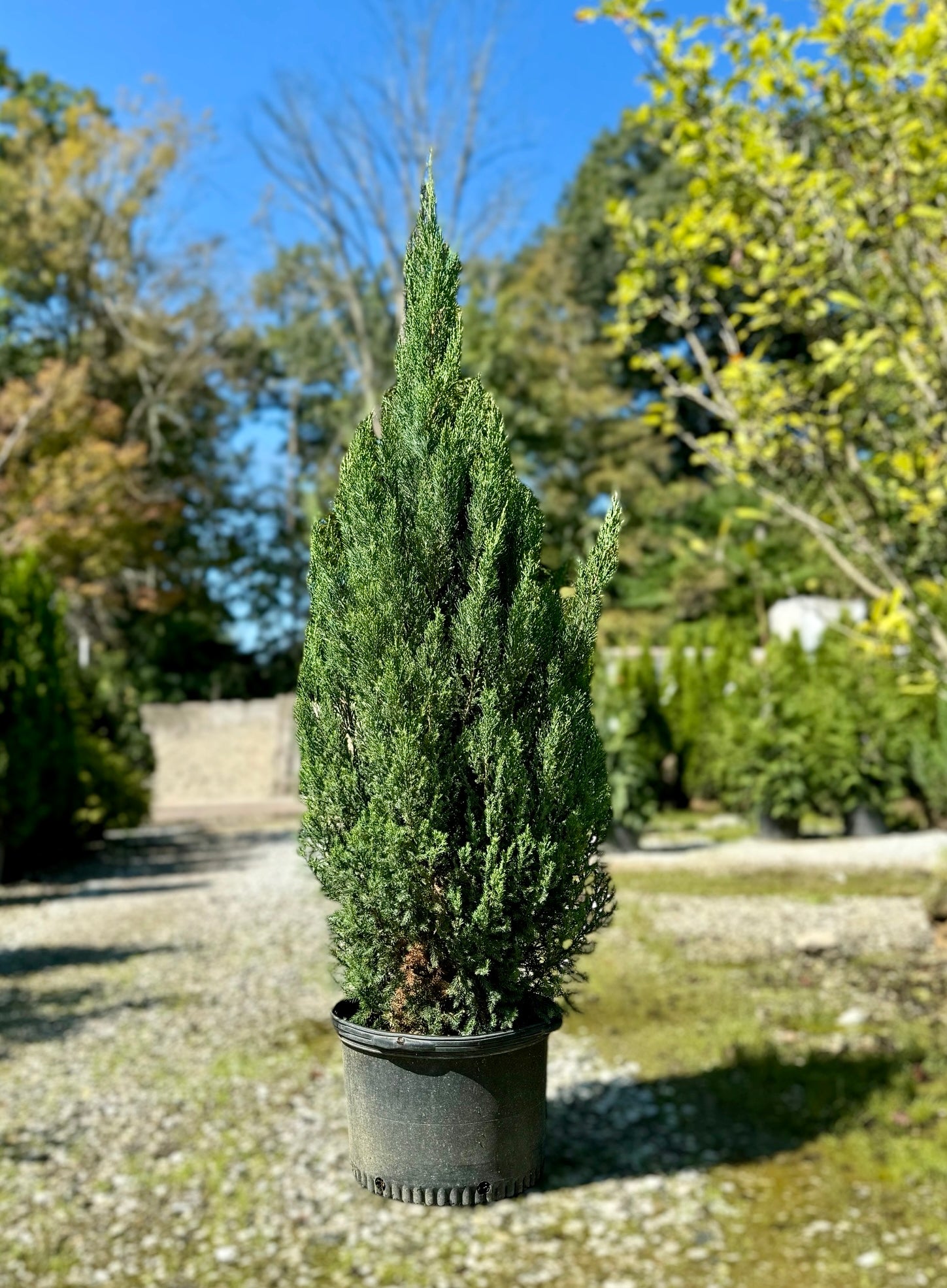 Blue Point Juniper