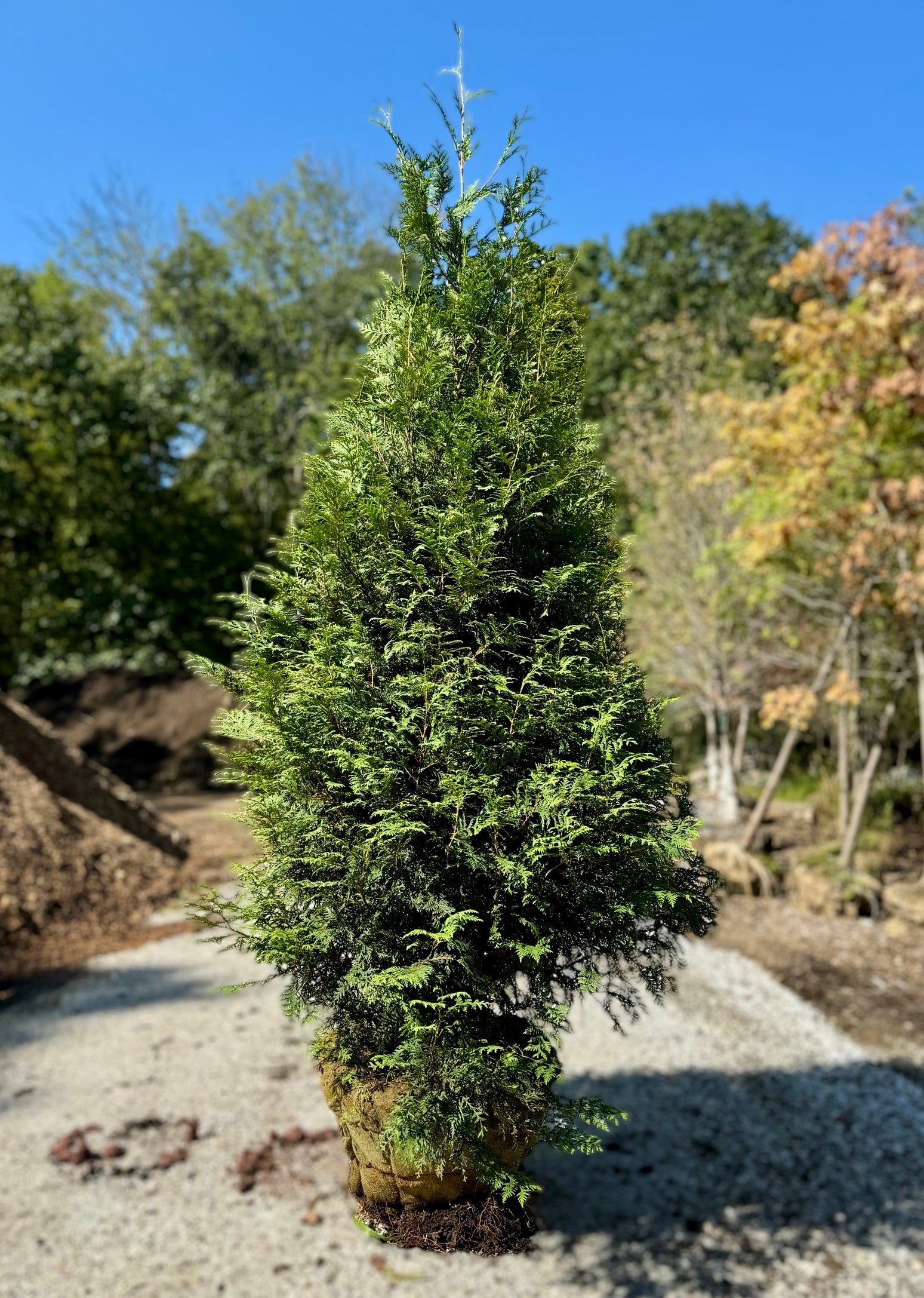 Green Giant Arborvitae (Balled & Burlapped)