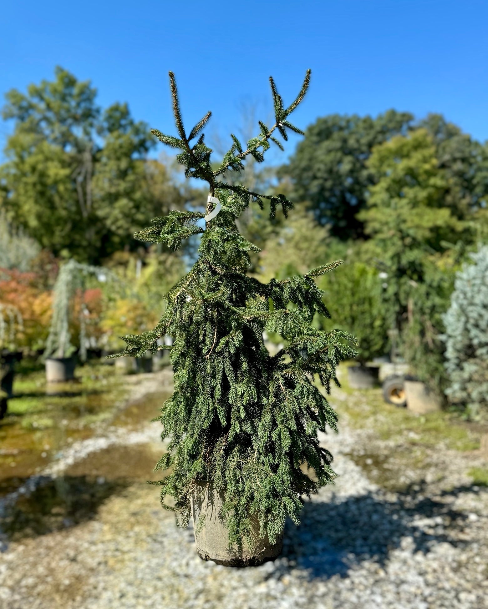 Weeping Norway Spruce