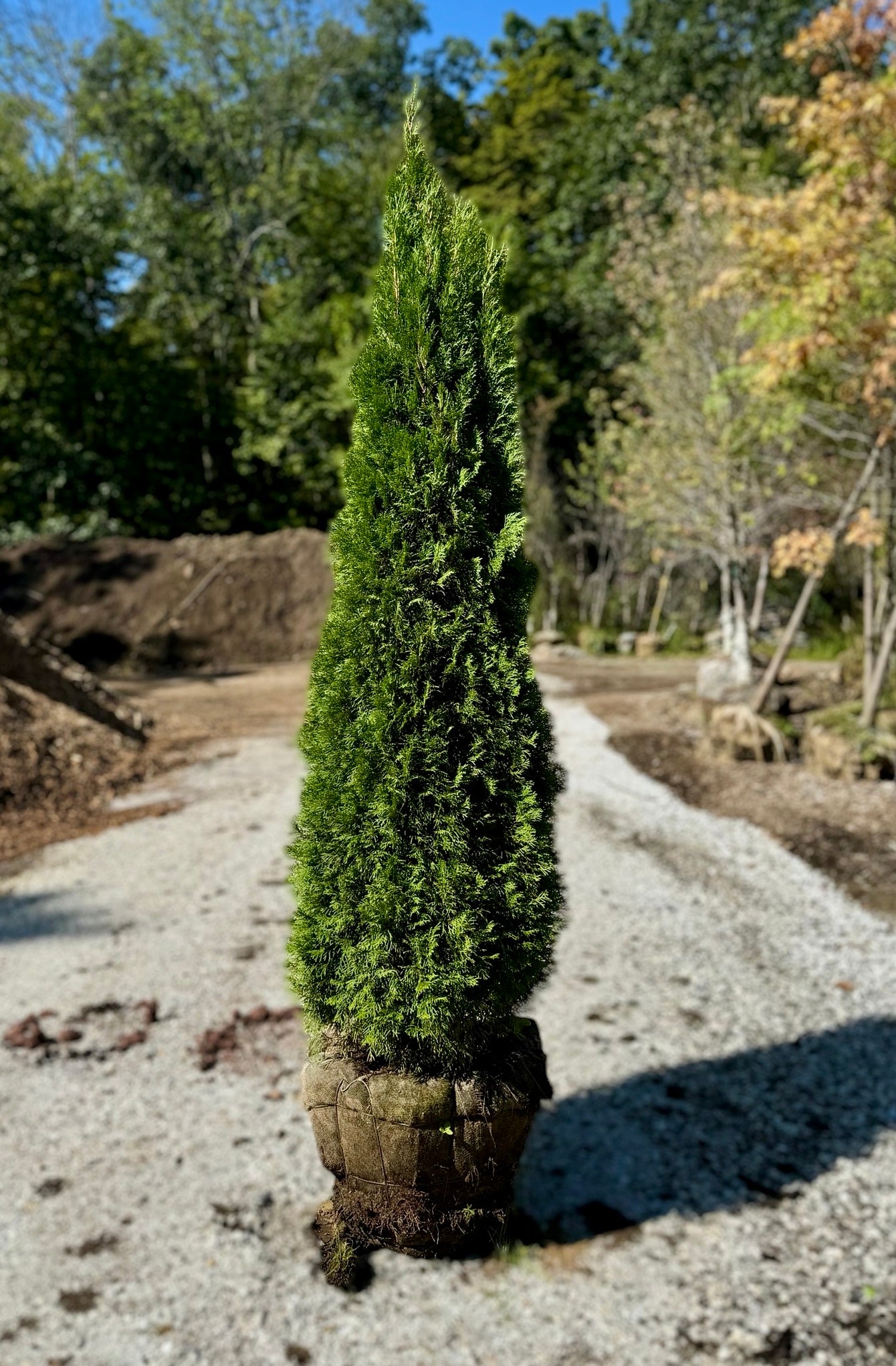 Emerald Green Arborvitae (Balled & Burlapped)