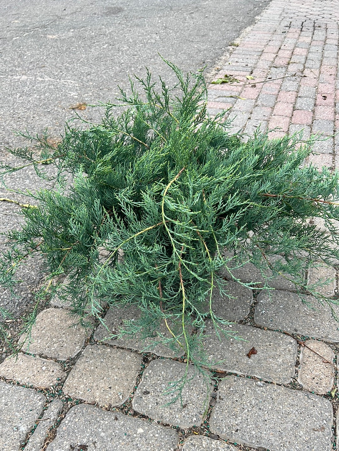 Grey Owl Juniper