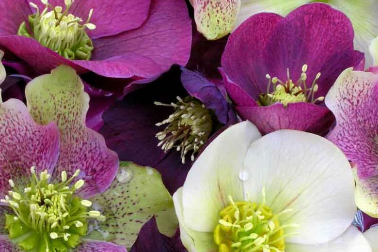 Brandywine Lenten Rose