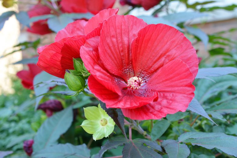 Luna Red Rose Mallow Hibiscus