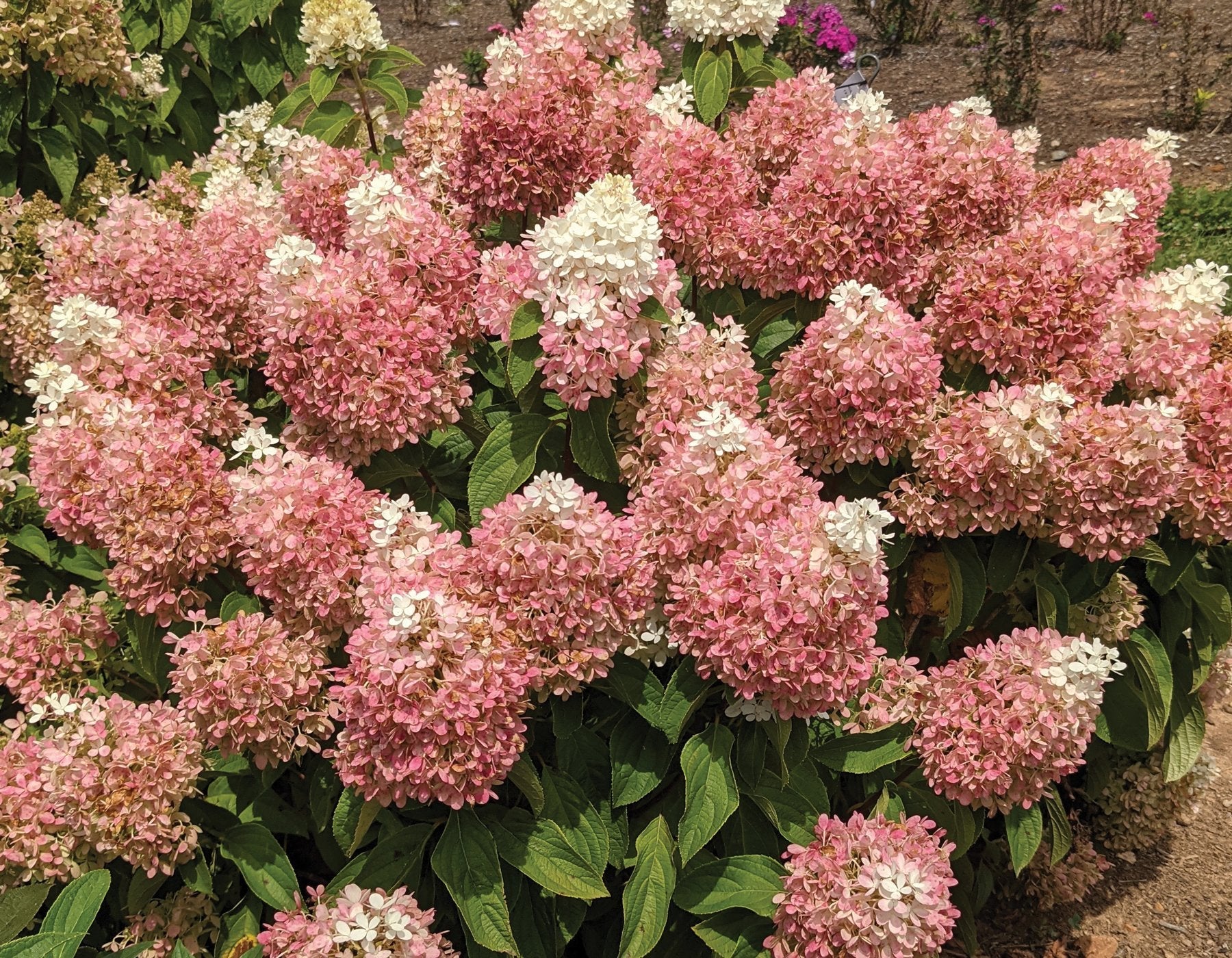 Sweet Starlight Hydrangea