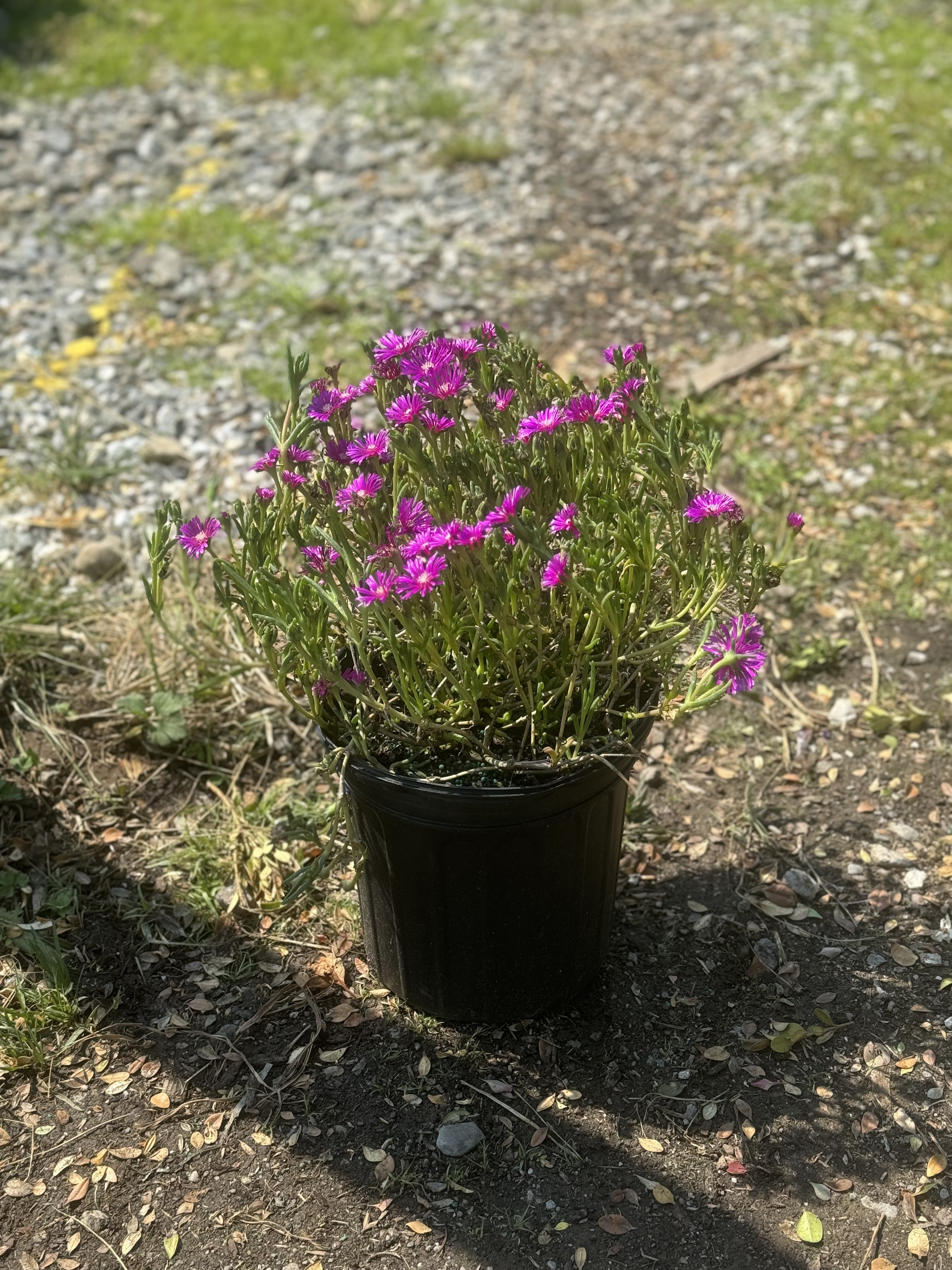 Cooper's Hardy Ice Plant