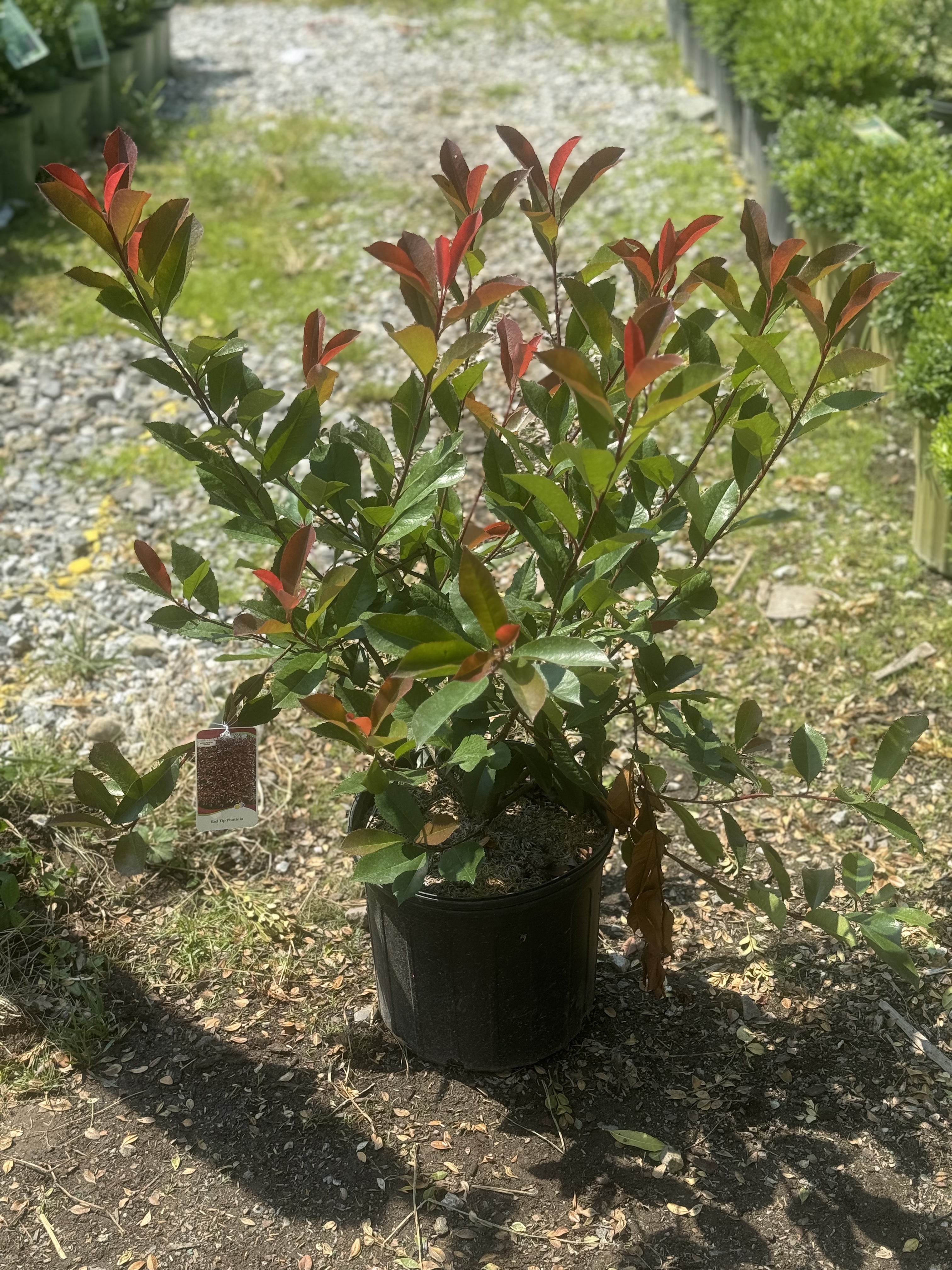 Red Tip Photinia