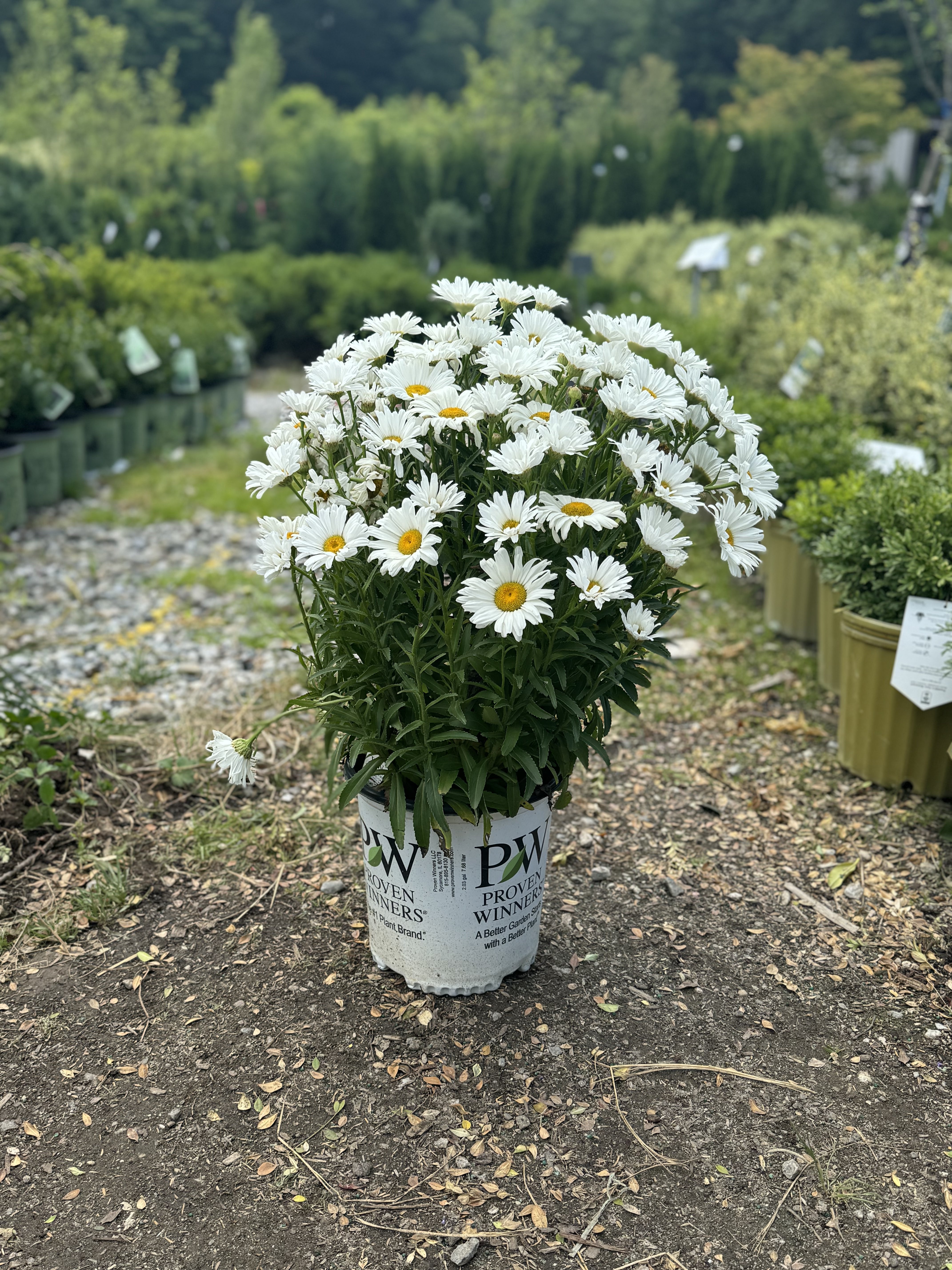 Daisy May Shasta Daisy