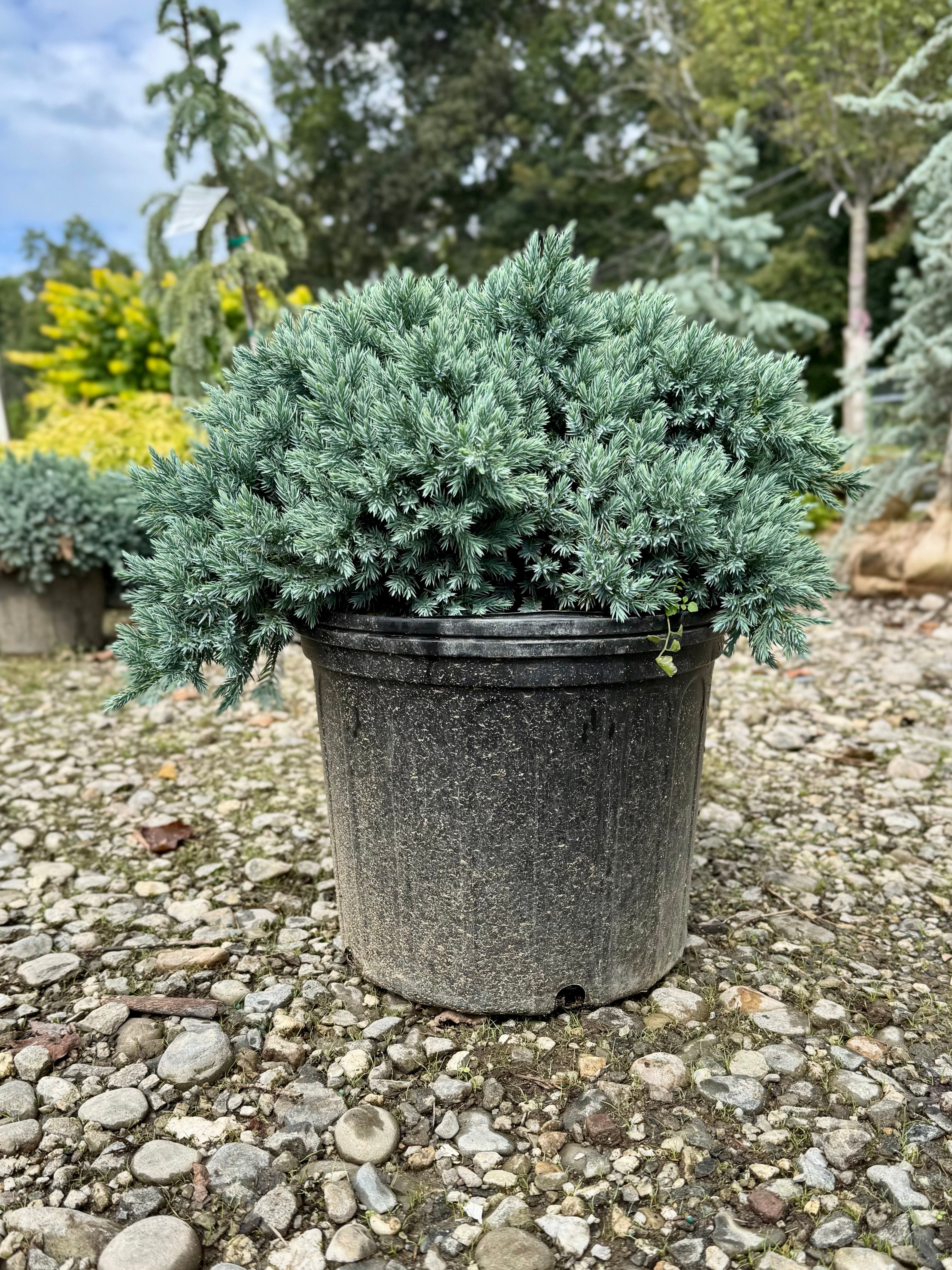 Russian Cypress