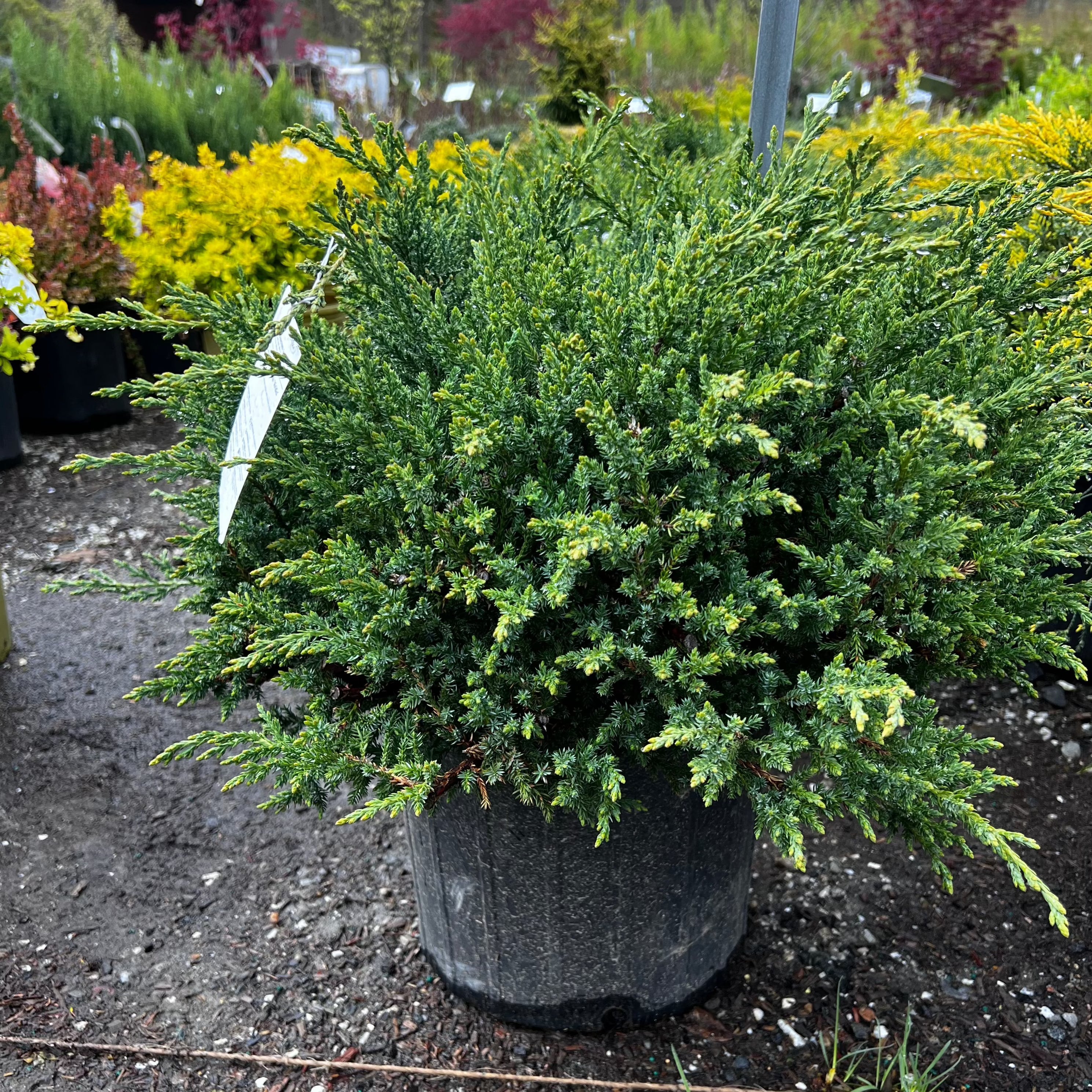 Green Sargent Juniper