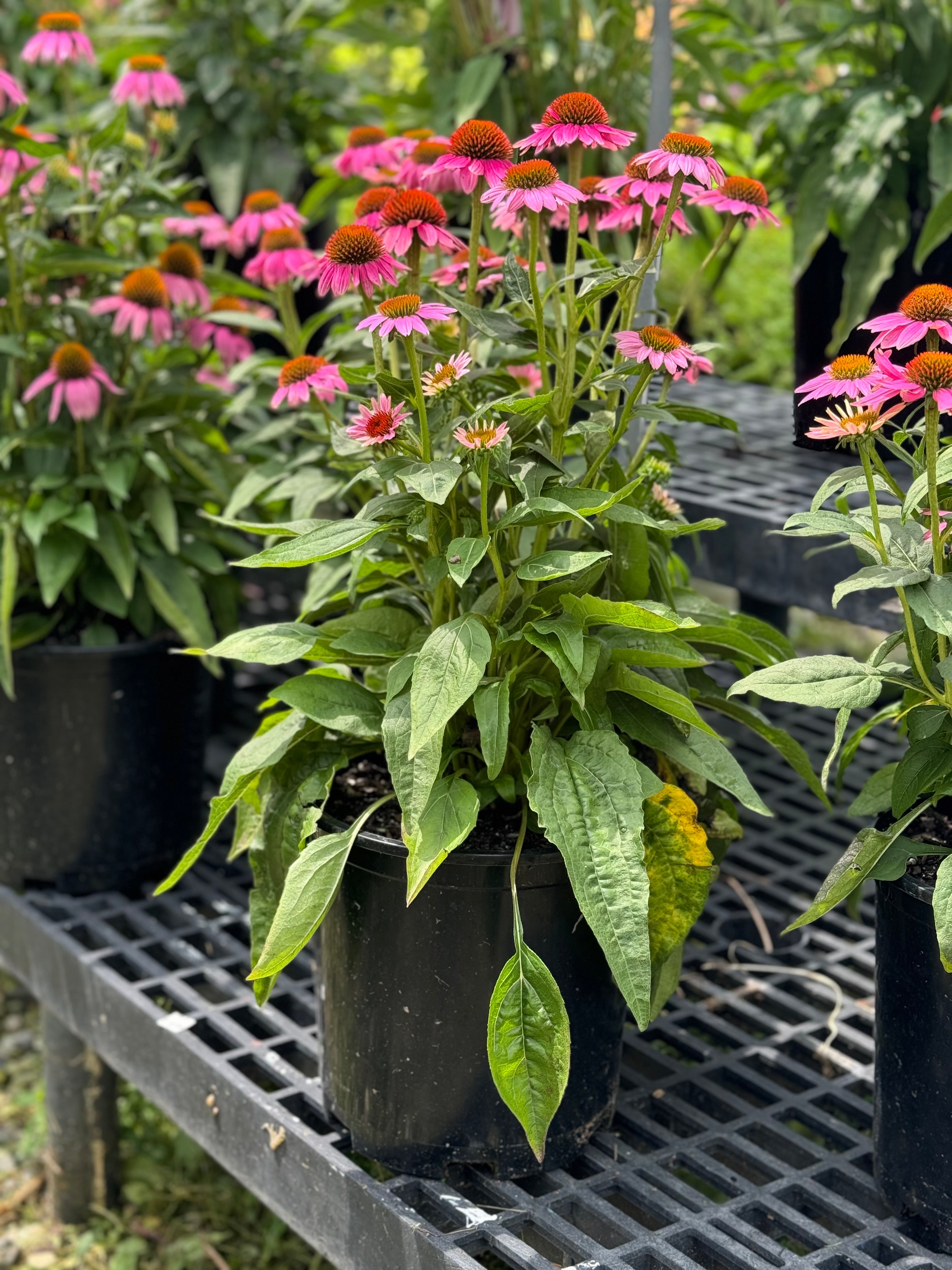 Pow Wow Wild Berry Coneflower