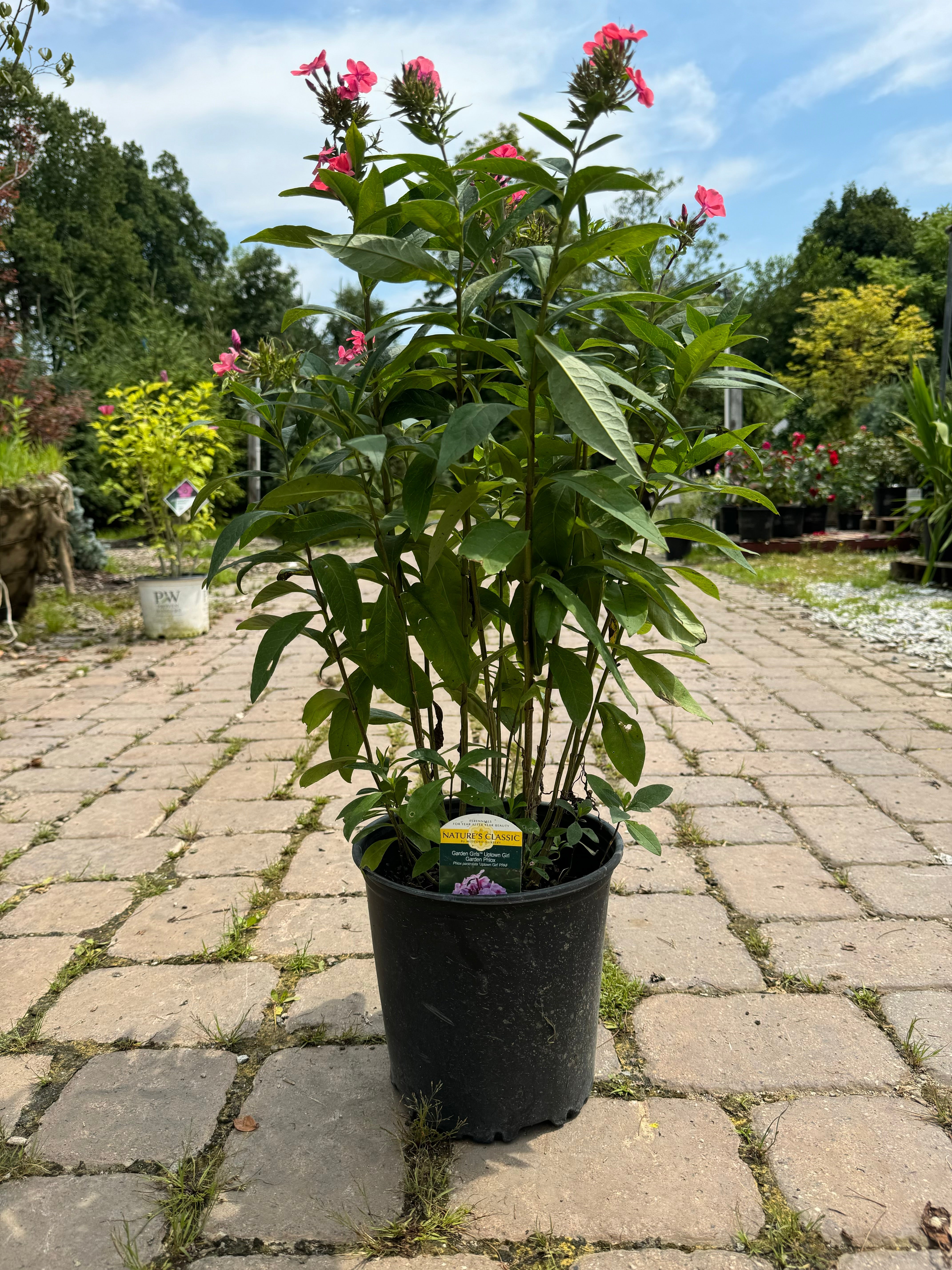 Uptown Girl Phlox - 2 Gallon (12-15")