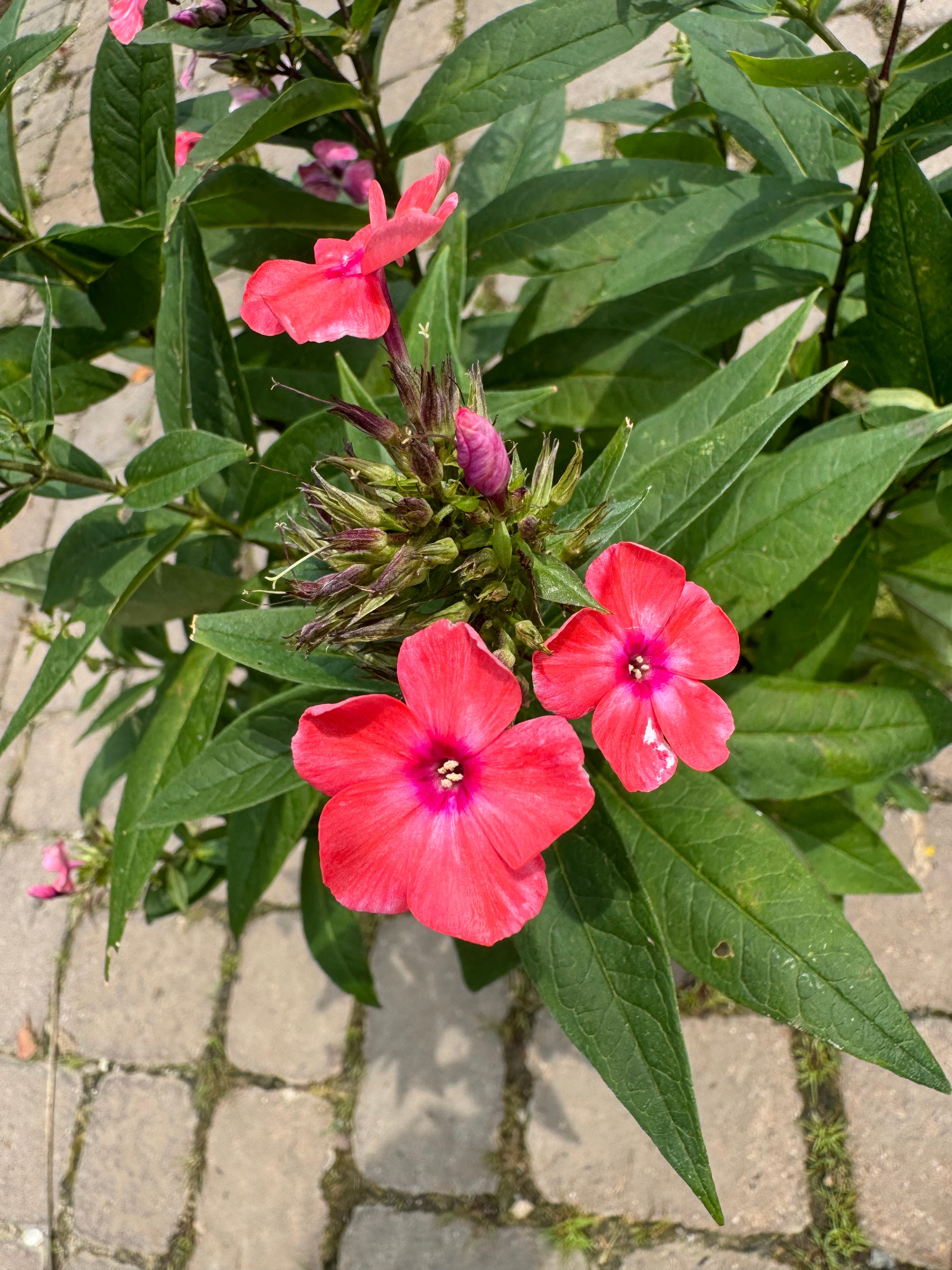 Uptown Girl Phlox - 2 Gallon (12-15")