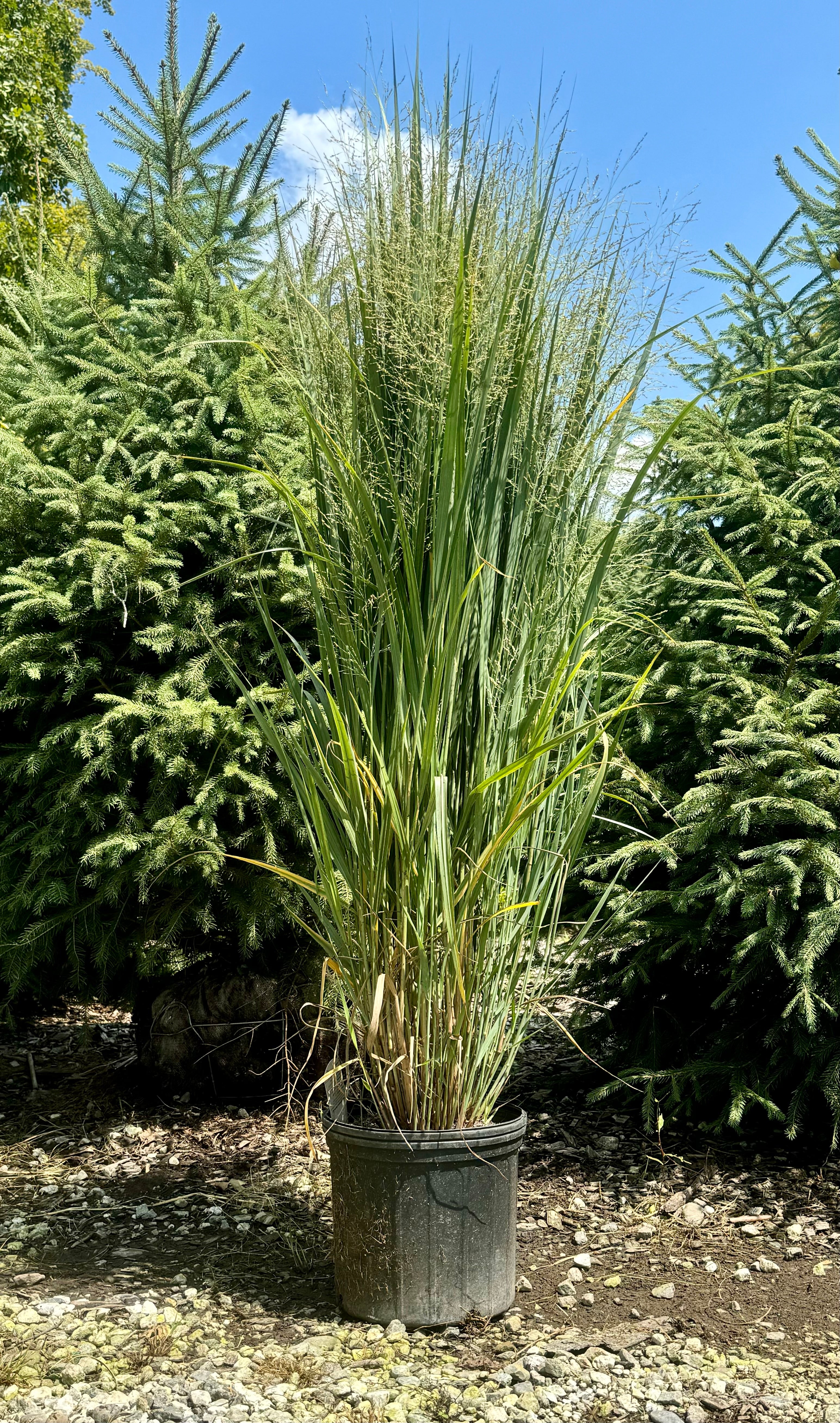 Northwind Switchgrass