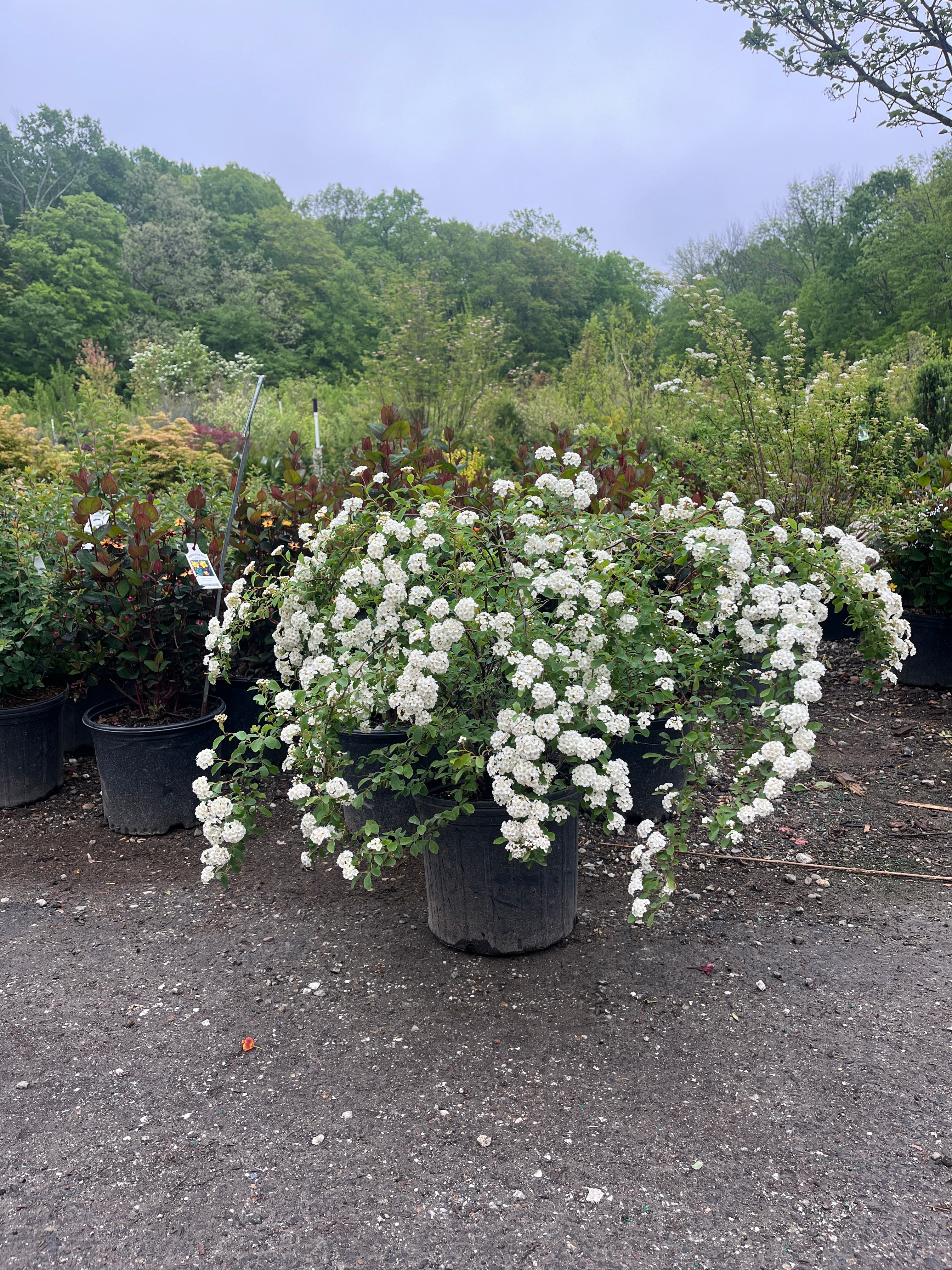 Van Houtte Spirea