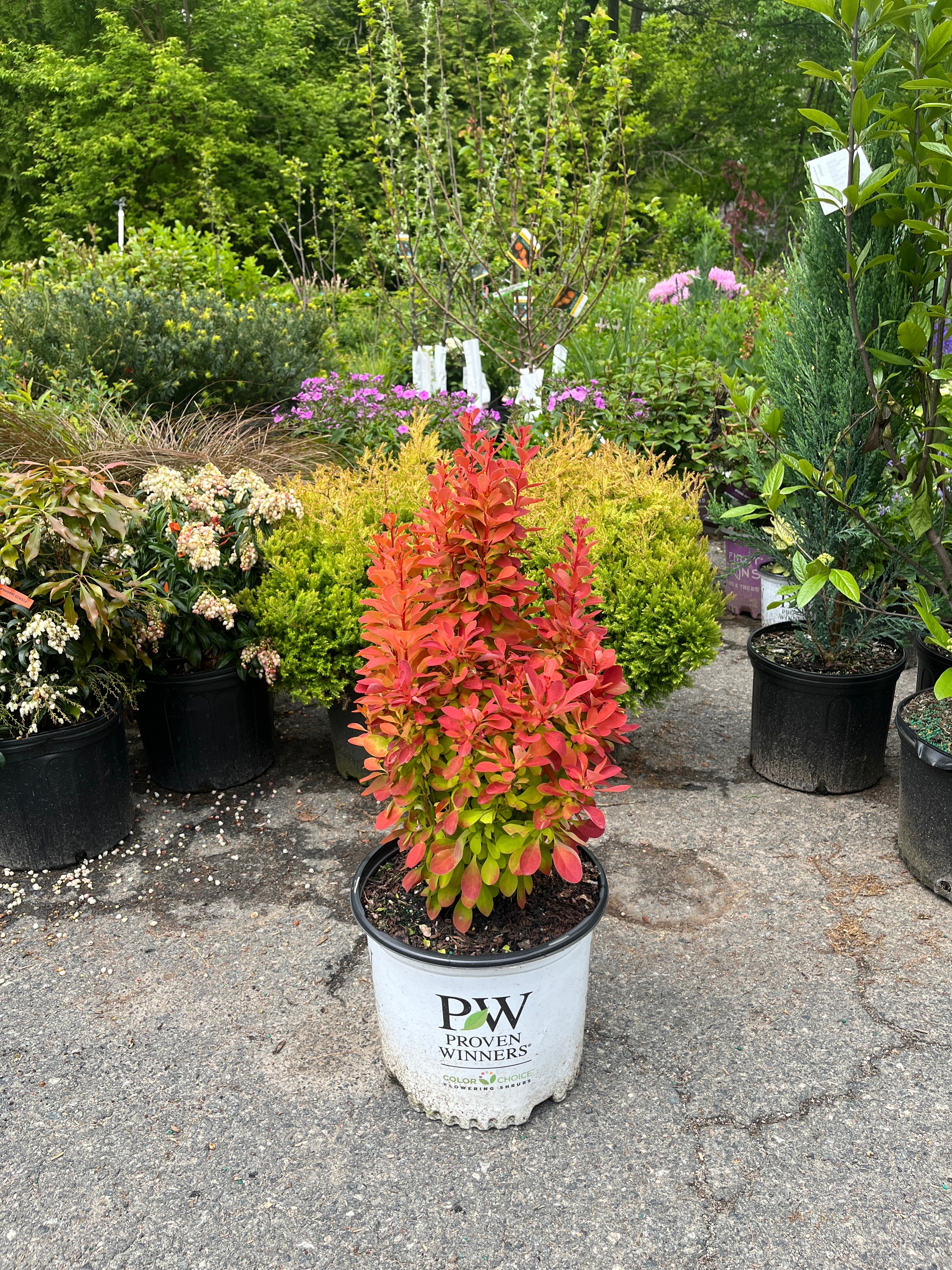 Sunjoy Orange Pillar Barberry