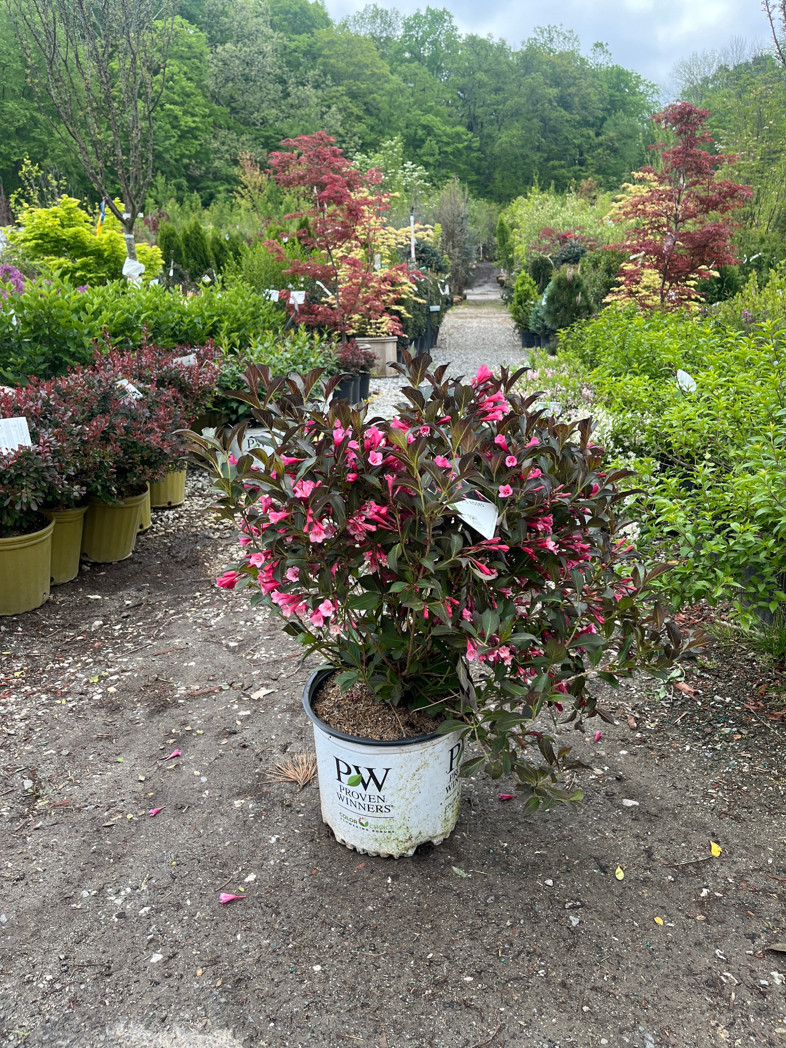 Wine & Roses Weigela