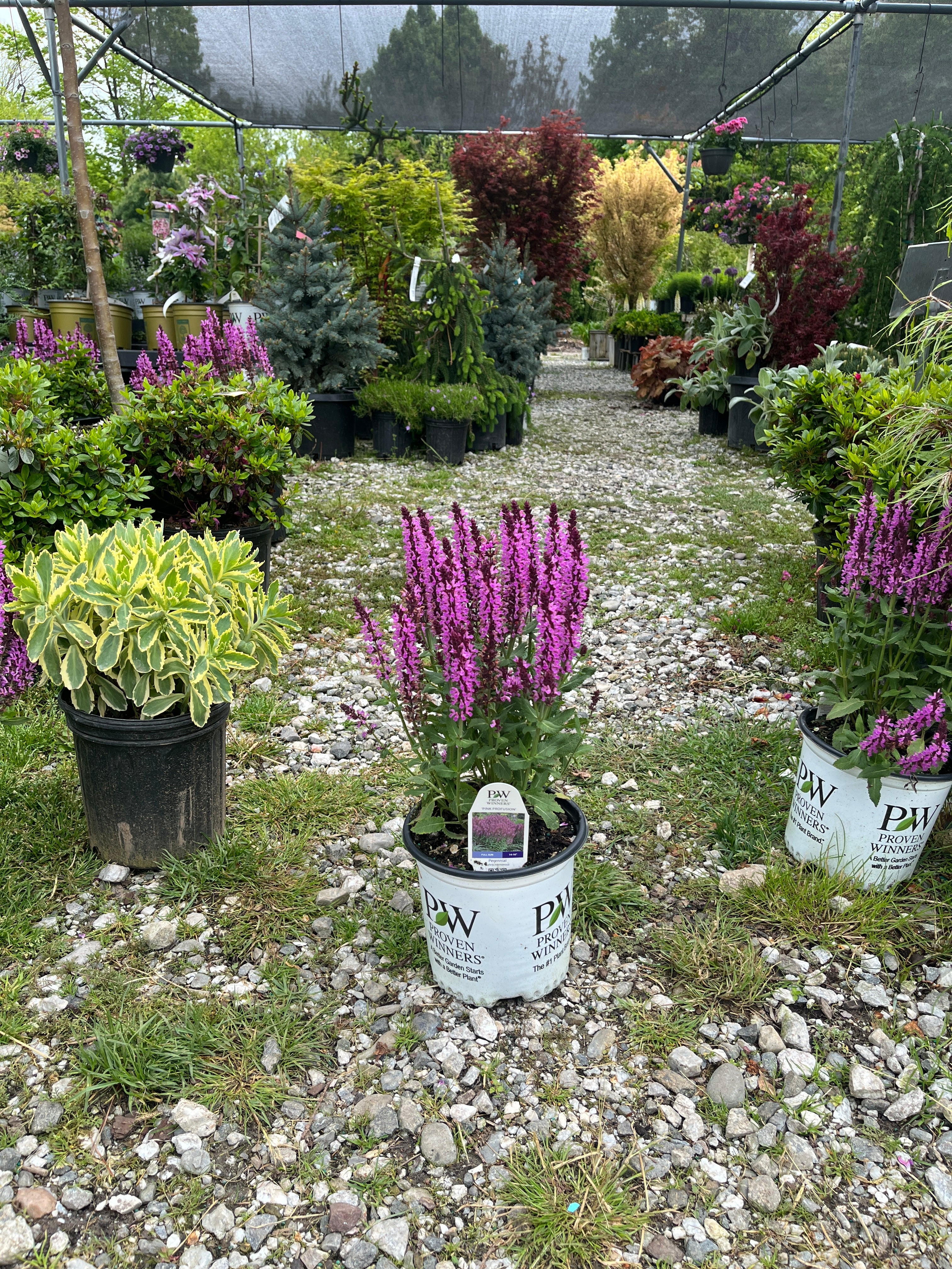 Pink Profusion Salvia