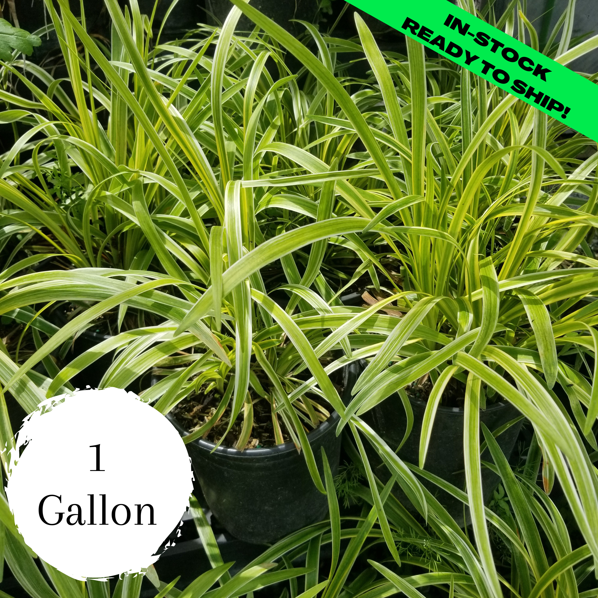 Variegated Lilyturf (Liriope)