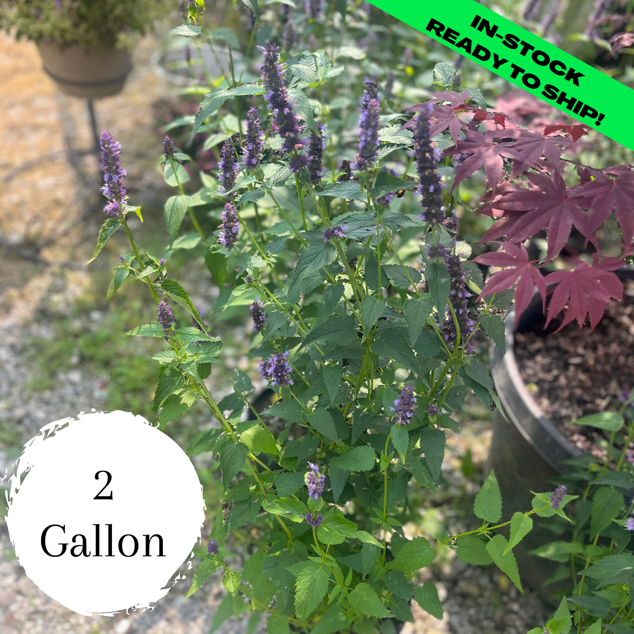 Little Adder Anise Hyssop